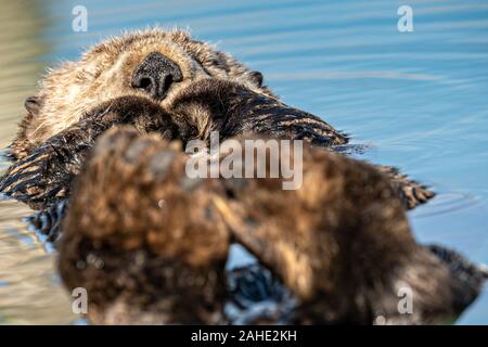 Eine nördliche Sea Otter schwebt schlafend in der Kachemak Bucht an der Stadt von Homer Port & Hafen Marina in Homer, Alaska. Stockfoto