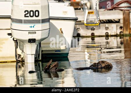 Eine nördliche Sea Otter schwebt schlafend in der Kachemak Bucht an der Stadt von Homer Port & Hafen Marina in Homer, Alaska. Stockfoto
