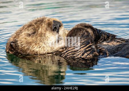 Eine nördliche Sea Otter schwebt schlafend in der Kachemak Bucht an der Stadt von Homer Port & Hafen Marina in Homer, Alaska. Stockfoto