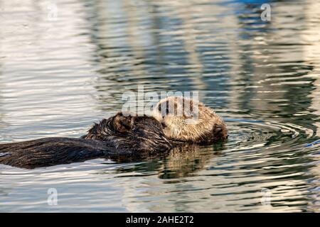 Eine nördliche Sea Otter schwebt schlafend in der Kachemak Bucht an der Stadt von Homer Port & Hafen Marina in Homer, Alaska. Stockfoto