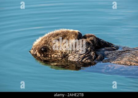 Eine nördliche Sea Otter schwebt schlafend in der Kachemak Bucht an der Stadt von Homer Port & Hafen Marina in Homer, Alaska. Stockfoto