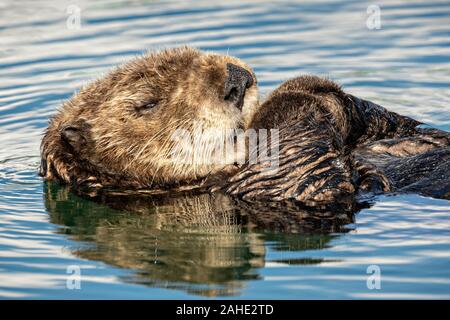 Eine nördliche Sea Otter schwebt schlafend in der Kachemak Bucht an der Stadt von Homer Port & Hafen Marina in Homer, Alaska. Stockfoto