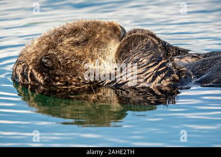 Eine nördliche Sea Otter schwebt schlafend in der Kachemak Bucht an der Stadt von Homer Port & Hafen Marina in Homer, Alaska. Stockfoto