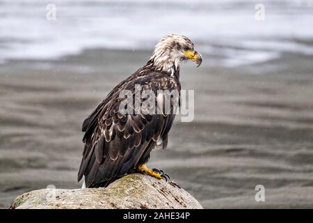 Ein nasser Weißkopfseeadler sitzt auf einem Felsen am Strand entlang an einem regnerischen Tag im Anchor Point, Alaska. Anker Strand ist der äußersten westlichen Punkt auf dem Nordamerikanischen Kontinent. Stockfoto