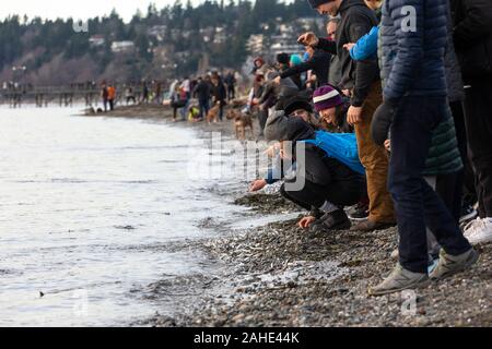 Tausende von kleinen Fischen, Sardellen, gewaschen, in White Rock Beach an der Küste, südlich von Vancouver, BC Kanada am Dez. 25, 2019. Zeichnung Menschenmengen von Vogel Stockfoto