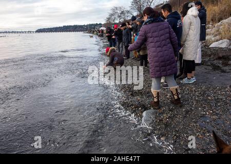 Tausende von kleinen Fischen, Sardellen, gewaschen, in White Rock Beach an der Küste, südlich von Vancouver, BC Kanada am Dez. 25, 2019. Zeichnung Menschenmengen von Vogel Stockfoto