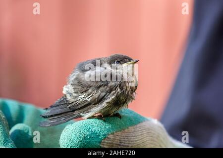 Ein gewordener Vogel violett-grün Schlucken, aus dem Nest gefallen, Sitzstangen auf die behandschuhte Hand eines Mannes (nicht sichtbar), starrte vertrauensvoll an seiner Retterin. Stockfoto