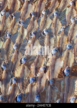 Makro von Stockfisch, gesalzene Fische trocknen in der Sonne in Nazare in Portugal Stockfoto