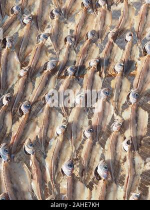 Makro von Stockfisch, gesalzene Fische trocknen in der Sonne in Nazare in Portugal Stockfoto