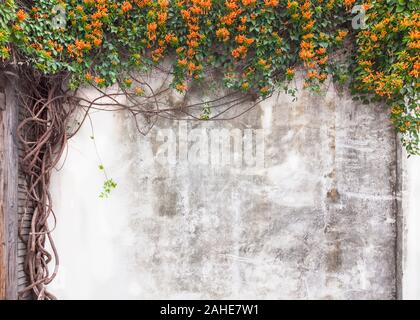 Alte Betonwand mit grünen Reben und Blumen im Garten, Fuzhou, Fujian, China Stockfoto