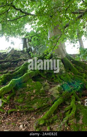 Ein alter Baum mit riesigen Wurzeln, bedeckt mit Moos in Lake District, Großbritannien Stockfoto