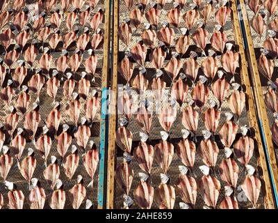 Makro von Stockfisch, gesalzene Fische trocknen in der Sonne in Nazare in Portugal Stockfoto