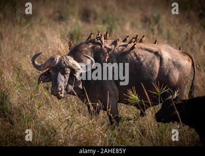 Büffel in Afrika Stockfoto
