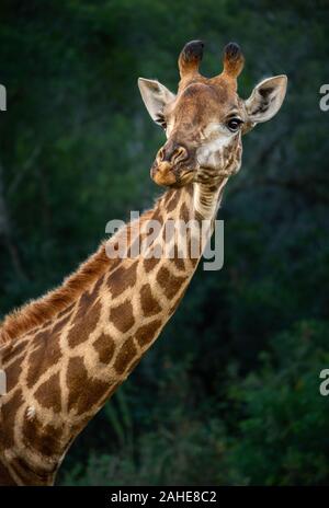 Giraffe in Südafrika Stockfoto