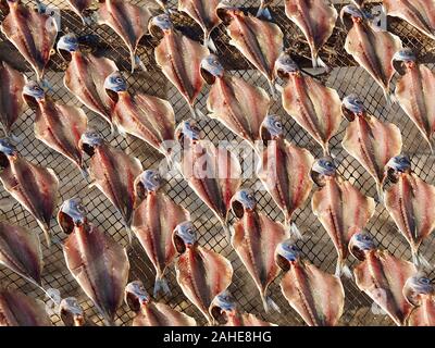 Makro von Stockfisch, gesalzene Fische trocknen in der Sonne in Nazare in Portugal Stockfoto