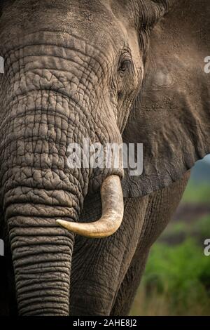 Afrikanischer Elefant im Queen Elizabeth National Park Stockfoto