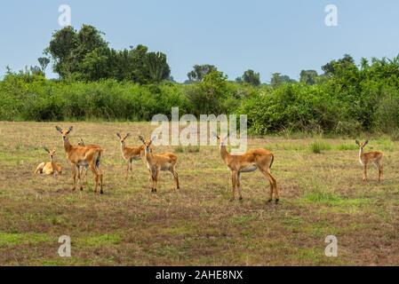 Ugandische Kop im Queen Elizabeth National Park Stockfoto