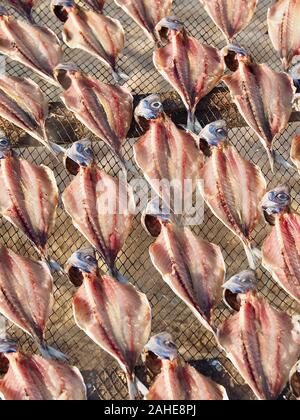 Makro von Stockfisch, gesalzene Fische trocknen in der Sonne in Nazare in Portugal Stockfoto