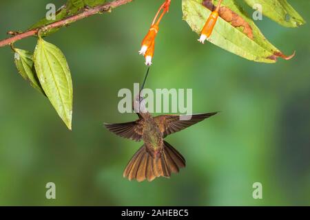 Bronzy Inca Coeligena coeligena Cabanas San Isidro, Ecuador 12 Dezember 2019 nach der Stockfoto