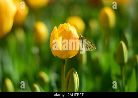 Die blühenden gelben Tulpen und Schmetterling im Frühling Stockfoto