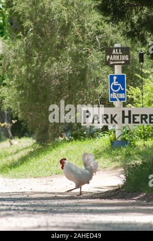 Warum dieser Hahn überquert die Straße ist noch unbeantwortet, weil Sie frei über die Wiesen und Weiden an der Plantage Tuckahoe Walkabout, Goochland County, VA-Bereich am 5. Mai 2011. Wo Hühner weiden auf dem Gras auch nährstoffreichen Dung den Boden neu zu beleben, die nachwachsen. Die Plantage war das Elternhaus von Präsident Thomas Jefferson, der von 1745 bis 1752. Heute ist die Plantage ist ein Bauernhof mit Kühen, Schafen, Hühnern und Kaninchen Fleisch liefern zu Fall Line Farmen eine lokale Essen Hub. Fall Line Farmen bietet eine breite Palette von Haushalts Grundnahrungsmittel und Spezialität Stockfoto