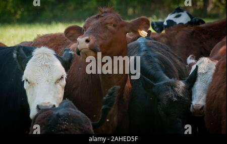 Rinder weiden auf Gras an der Tuckahoe Plantage, in Goochland County, VA-Bereich am 5. Mai 2011. Eine elektrifizierte Zaun halten Herde in der richtigen Weiden, wo Sie auf dem Gras grasen und nährstoffreichen Dung verlassen den Boden neu zu beleben, die nachwachsen. Die Plantage war das Elternhaus von Präsident Thomas Jefferson, der von 1745 bis 1752, heute ist es ein Bauernhof mit Rinder, Schafe, Hühner und Kaninchen Fleisch liefern zu Fall Line Farmen eine lokale Essen Hub. Fall Line Farmen bietet eine breite Palette von Haushalts Grundnahrungsmittel und spezielle Produkte auf einem sich ständig verändernden Bestand an Obst, Gemüse, Stockfoto