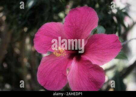 Auf diesem einzigartigen Foto sehen Sie eine hawaiianische Hibiskusblüte. Das Foto wurde in Hua hin Thailand aufgenommen Stockfoto