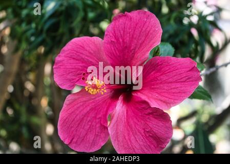 Auf diesem einzigartigen Foto sehen Sie eine hawaiianische Hibiskusblüte. Das Foto wurde in Hua hin Thailand aufgenommen Stockfoto