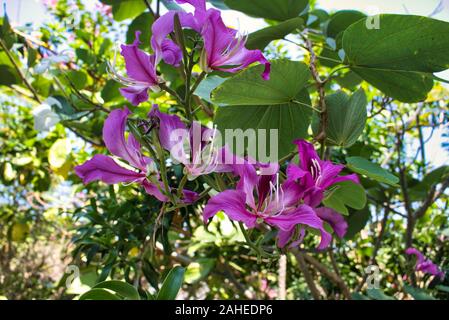 Auf diesem einzigartigen Foto sehen Sie eine purpurne tropische Blumen auf einem Baum! Hawaiianischer Orchideenbaum, im Paradies blüht! Das Foto wurde in Hua hin aufgenommen Stockfoto