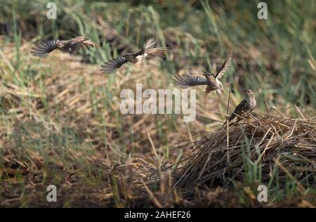 Der klagende Kuckuck (Cacomantis merulinus) ist eine Pflanzenart aus der Gattung Cacomantis in der Kuckuck Familie Cuculidae. Stockfoto