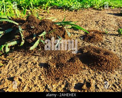 Erde Ameisen (lasius) der Eingang von schönen Haufen von Schmutz auf dem Boden Ameisenhaufen Stockfoto