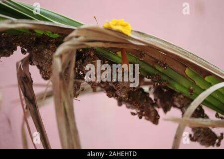 Wasp Nest mit Wespen darauf sitzt. Das Nest einer Familie von Wespen, die eine Nahaufnahme. Wespen Nest auf dem Coconut leaf genommen wird Stockfoto