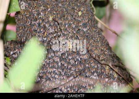 Nahaufnahme der Bienen (fliegen) auf wabe in der Imkerei - selektive Fokus, kopieren Raum Stockfoto
