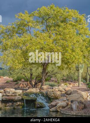 Wasser fallen an der Hymne in der Sonora Wüste, Maricopa County, Arizona, USA Stockfoto