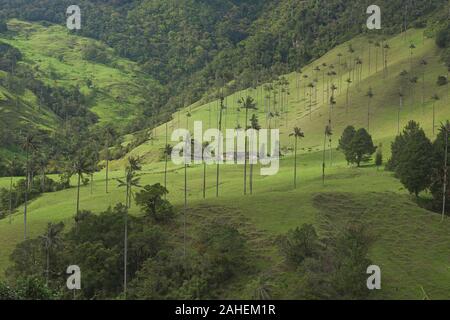 Wachs Palmen (Ceroxylon quindiuense), dem höchsten Palmen in der Welt, Cocora Tal, Salento, Kolumbien Stockfoto