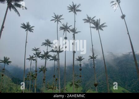 Wachs Palmen (Ceroxylon quindiuense), dem höchsten Palmen in der Welt, Cocora Tal, Salento, Kolumbien Stockfoto