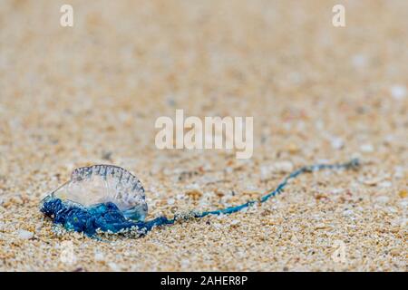 Portugiesische Mann-o-Krieg an Kailua Beach in Hawaii Stockfoto