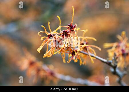 Hamamelis x intermedia 'Aphrodite' Blumen. Stockfoto