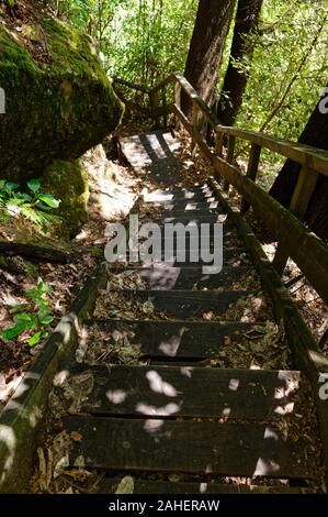 Holz- Stufen führen hinunter einen steilen Abschnitt auf einem Waldweg Stockfoto