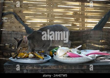 Eine Katze essen die übrig gebliebenen Reste von Essen auf dem Tisch. Stockfoto