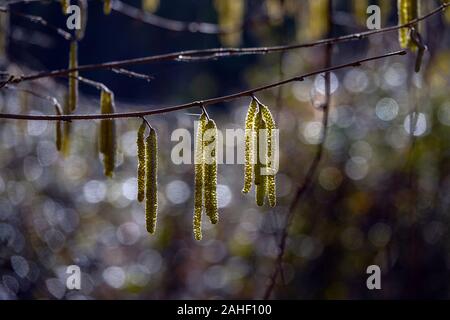 Palmkätzchen hängen an einen Zweig in der Sonne, ein erstes Zeichen des Frühlings. Stockfoto