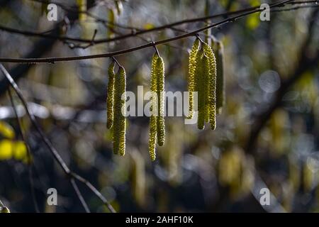 Palmkätzchen hängen an einen Zweig in der Sonne, ein erstes Zeichen des Frühlings. Stockfoto