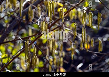 Palmkätzchen hängen an einen Zweig in der Sonne, ein erstes Zeichen des Frühlings. Stockfoto