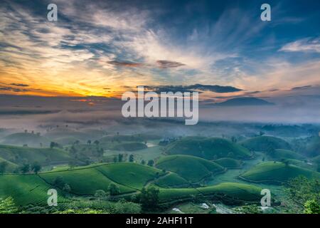 Überblick über lange Coc grüner Tee Hill, Phu Tho, Vietnam. Stockfoto