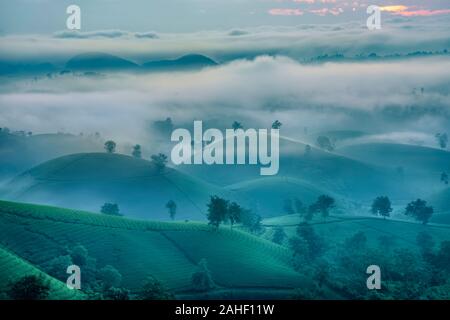 Überblick über lange Coc grüner Tee Hill, Phu Tho, Vietnam. Stockfoto