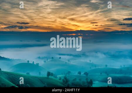 Überblick über lange Coc grüner Tee Hill, Phu Tho, Vietnam. Stockfoto