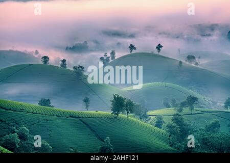 Überblick über lange Coc grüner Tee Hill, Phu Tho, Vietnam. Stockfoto