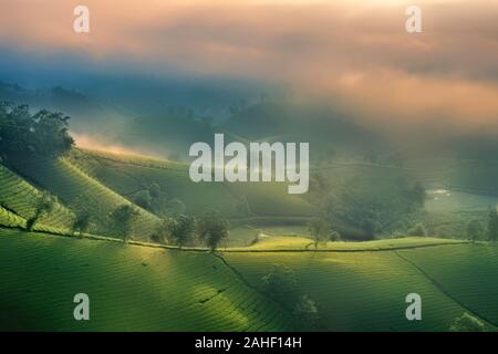 Überblick über lange Coc grüner Tee Hill, Phu Tho, Vietnam. Stockfoto