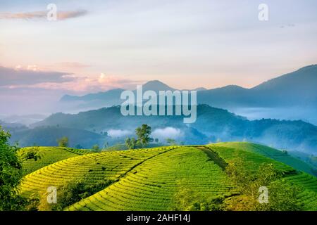 Überblick über lange Coc grüner Tee Hill, Phu Tho, Vietnam. Stockfoto