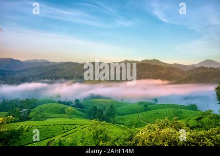 Überblick über lange Coc grüner Tee Hill, Phu Tho, Vietnam. Stockfoto